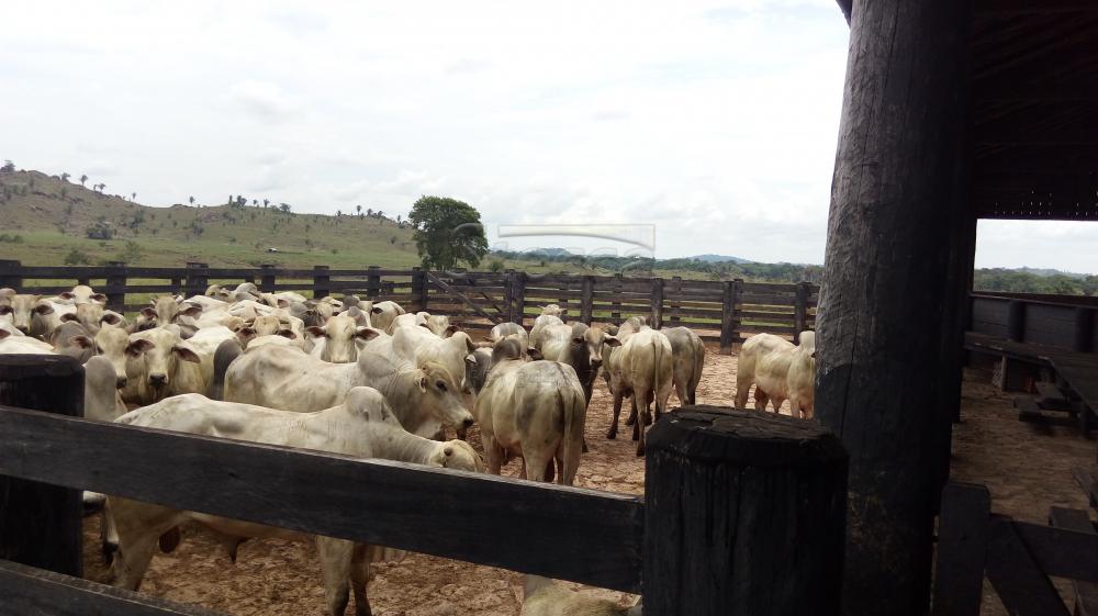 Comprar Rurais / Fazenda em Governador Jorge Teixeira - Foto 18 Comprar Rurais / Fazenda em Governador Jorge Teixeira - Foto 18
