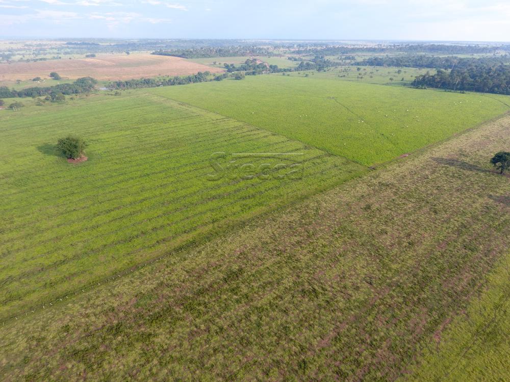 Comprar Rurais / Fazenda em CACOAL - Foto 8 Comprar Rurais / Fazenda em CACOAL - Foto 8