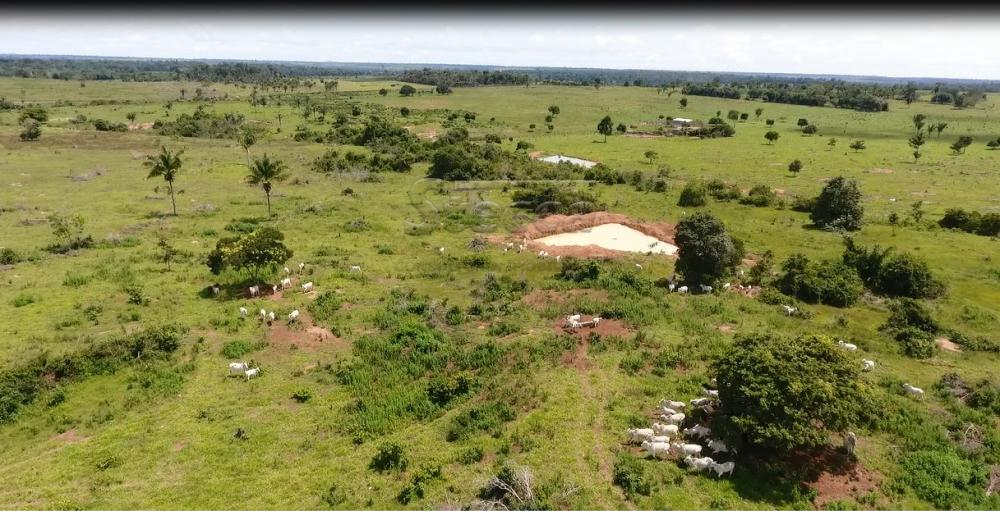 Comprar Rurais / Sítio em Pimenta Bueno apenas R$ 1.100.000,00 - Foto 13 Comprar Rurais / Sítio em Pimenta Bueno apenas R$ 1.100.000,00 - Foto 13