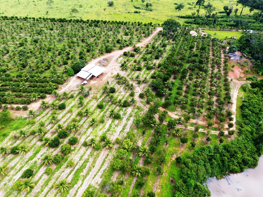 Comprar Rurais / Sítio em CACOAL apenas R$ 800.000,00 - Foto 13 Comprar Rurais / Sítio em CACOAL apenas R$ 800.000,00 - Foto 13