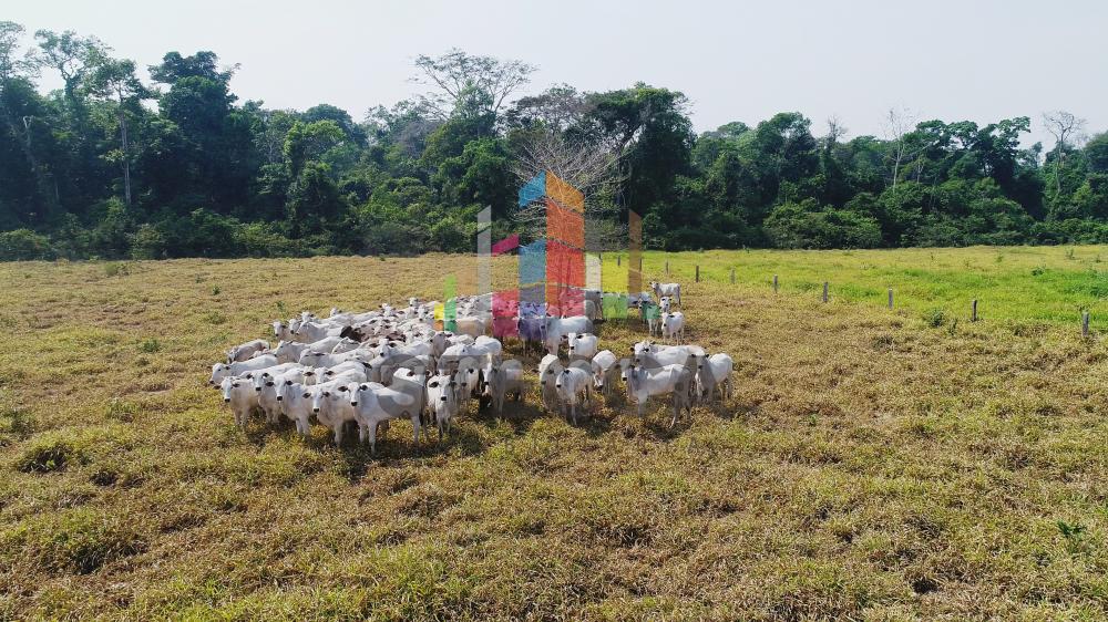 Comprar Rurais / Fazenda em Parecis apenas R$ 4.375.000,00 - Foto 12 Comprar Rurais / Fazenda em Parecis apenas R$ 4.375.000,00 - Foto 12
